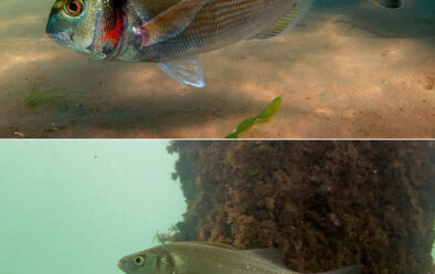 Top: Gilthead bream. Above: European bass.