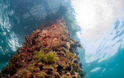 One of the overgrown pier legs.