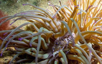 At last – the exotic-looking snakelocks anemone shrimp.