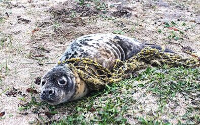 Запутавшийся тюлень доставлен в заповедник тюленей Корнуолла.