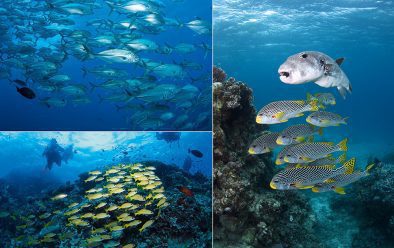 Above, clockwise from top left: A dense school of bigeye trevally are always found at Lighthouse Bommie; this confused starry puffer thought it was part of the school of diagonal-banded sweetlips at Challenger Bay; five-lined snapper at Steve’s Bommie.