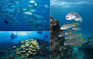 Di atas, mengikut arah jam dari kiri atas: Sekumpulan trevally mata besar yang padat sentiasa ditemui di Rumah Api Bommie; puffer berbintang yang keliru ini menyangka ia adalah sebahagian daripada kumpulan sweetlips berjalur pepenjuru di Challenger Bay; kakap lima baris di Steve's Bommie.