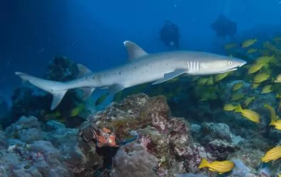 Um pequeno tubarão de pontas brancas inspeciona os mergulhadores no Farol Bommie.