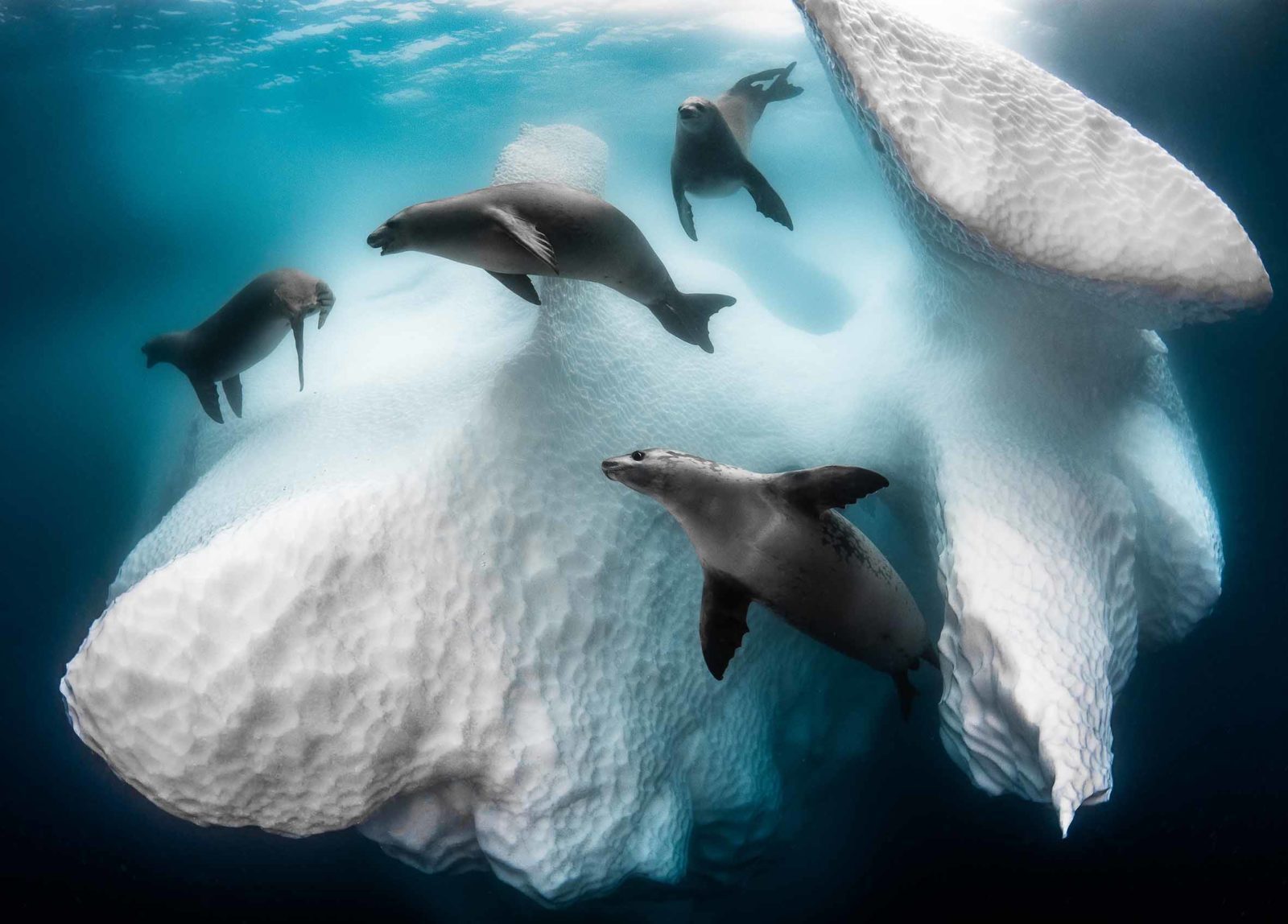 Crabeater seals