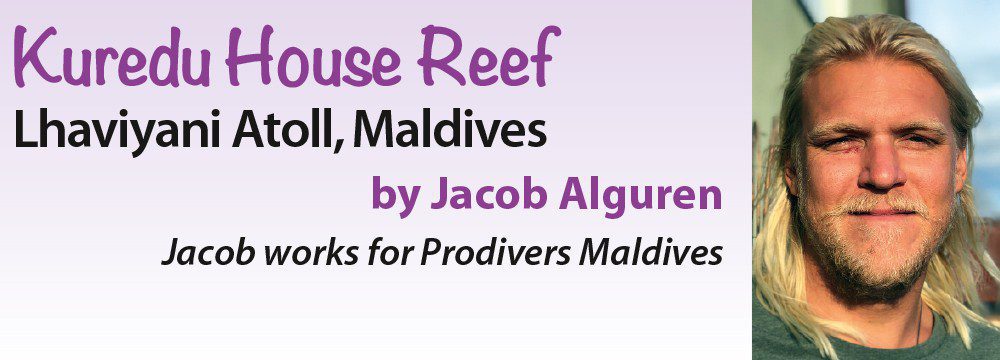 Kuredu House Reef – Lhaviyani Atoll, Malediwy autor: Jacob Alguren – Jacob pracuje dla Prodivers Maldives