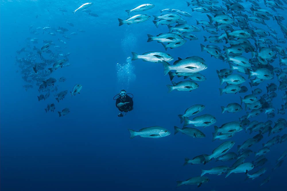 Scuba Diver Shark & ​​Yolandassa