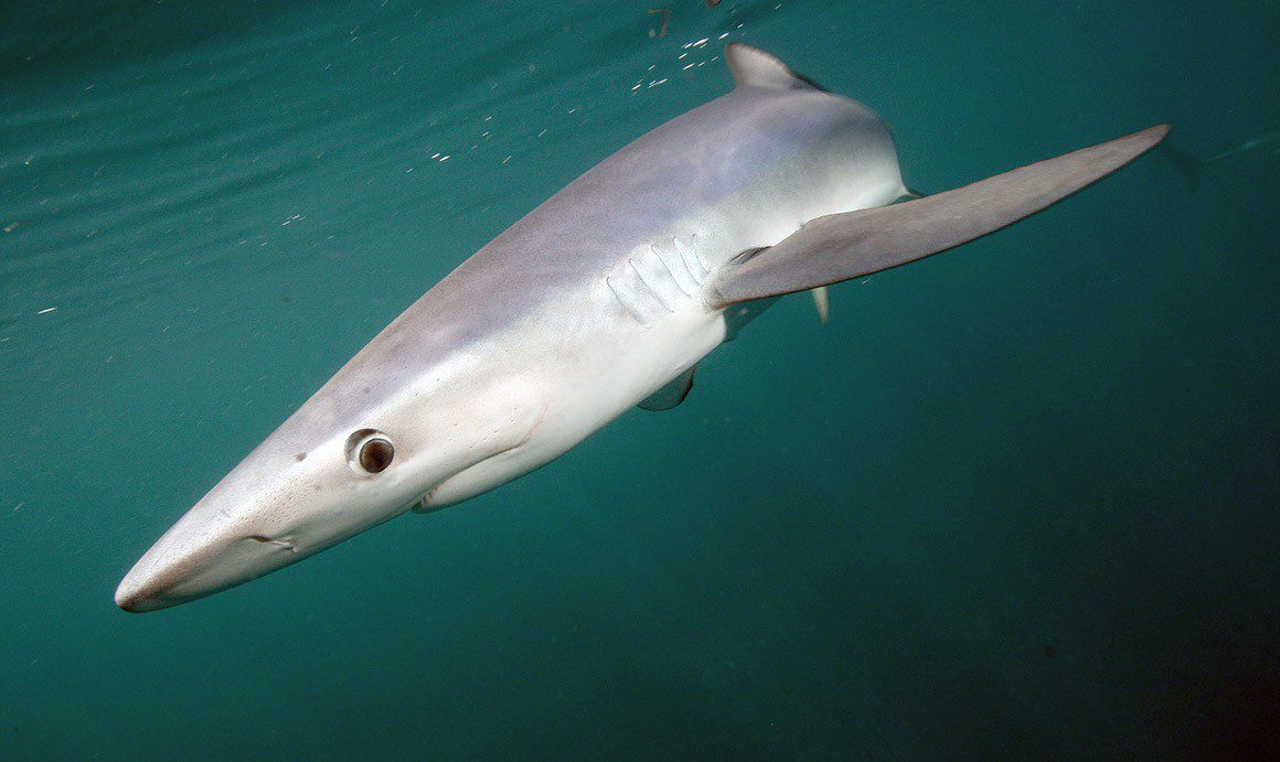 Blue shark