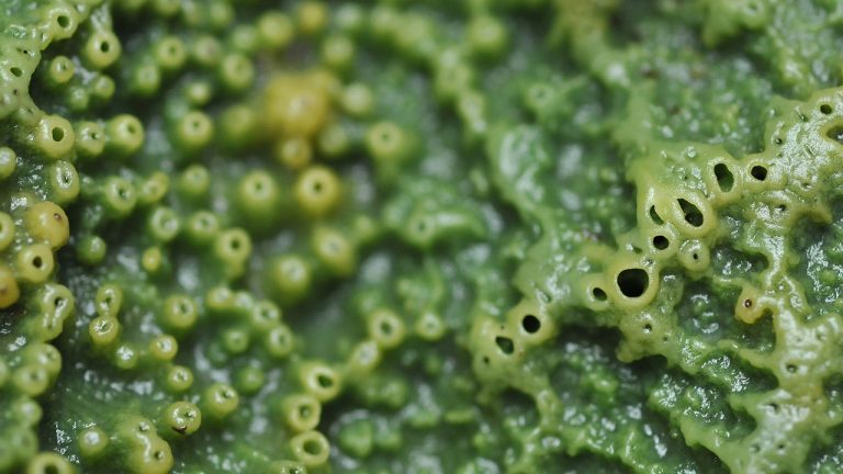 Killer sponge – Halichondria panicea. (Picture: Minette Layne / Flickr)