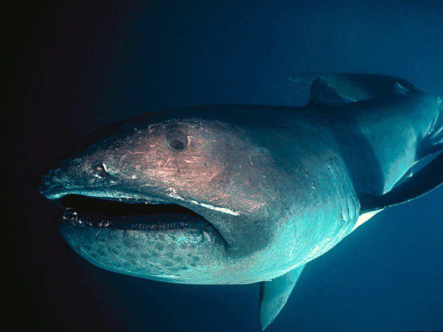 A megamouth shark (Shark Research Institute)