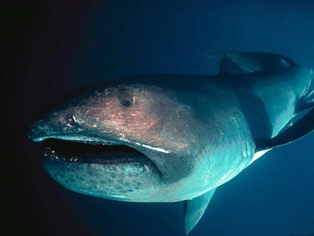 Uno squalo megamouth (Shark Research Institute)