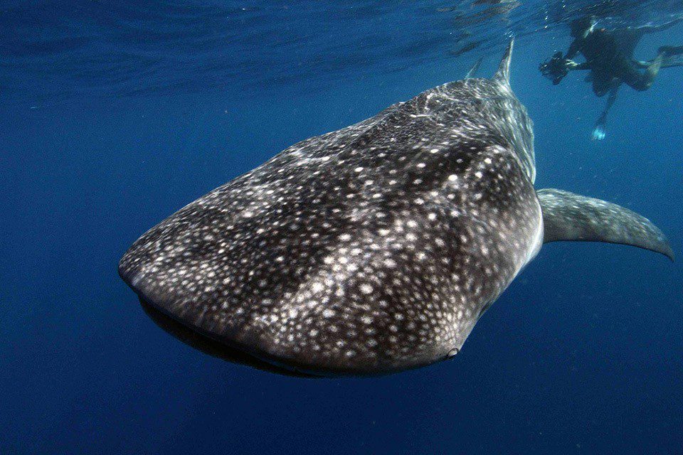 whale shark