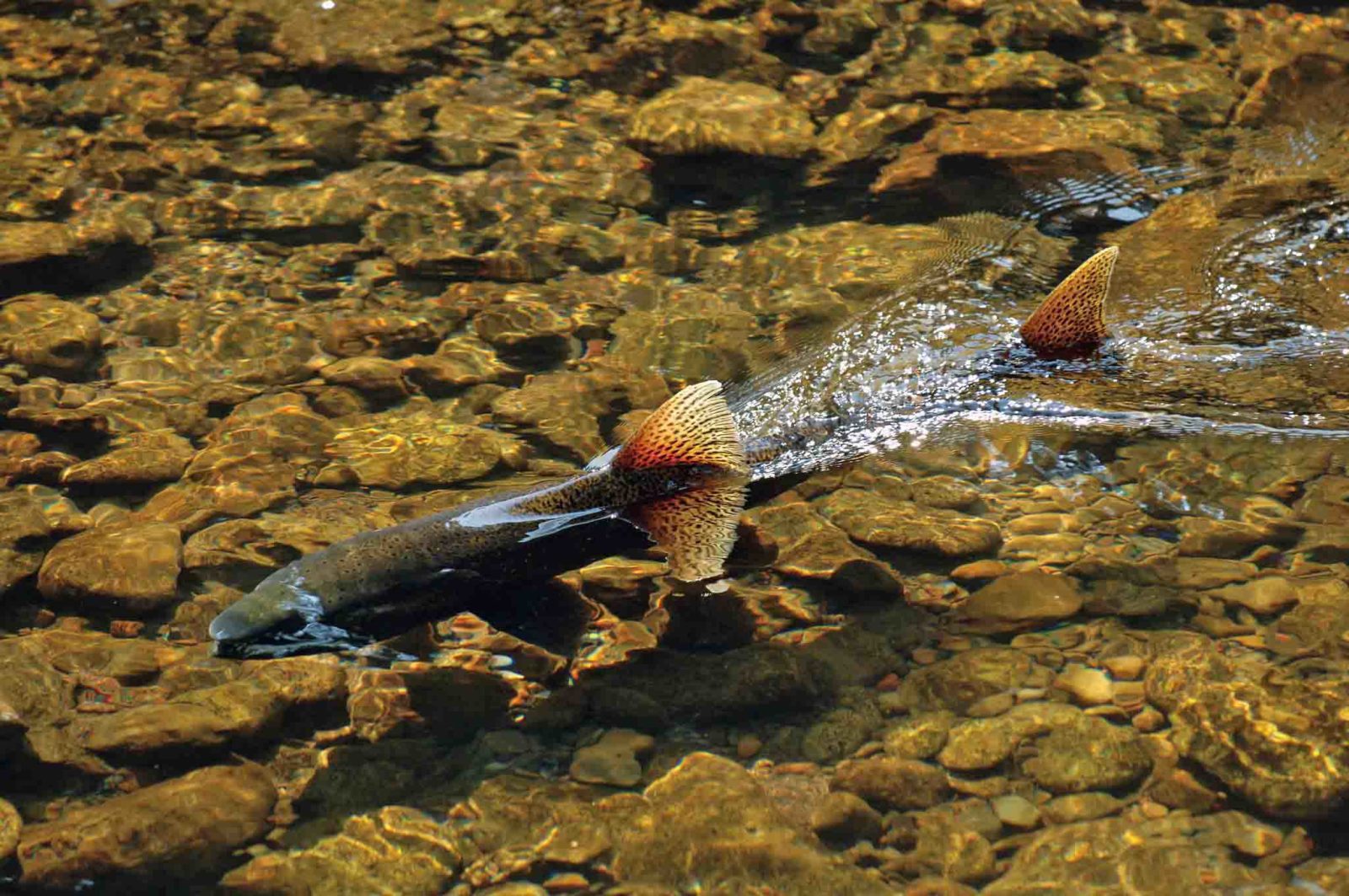 Chinook salmon X