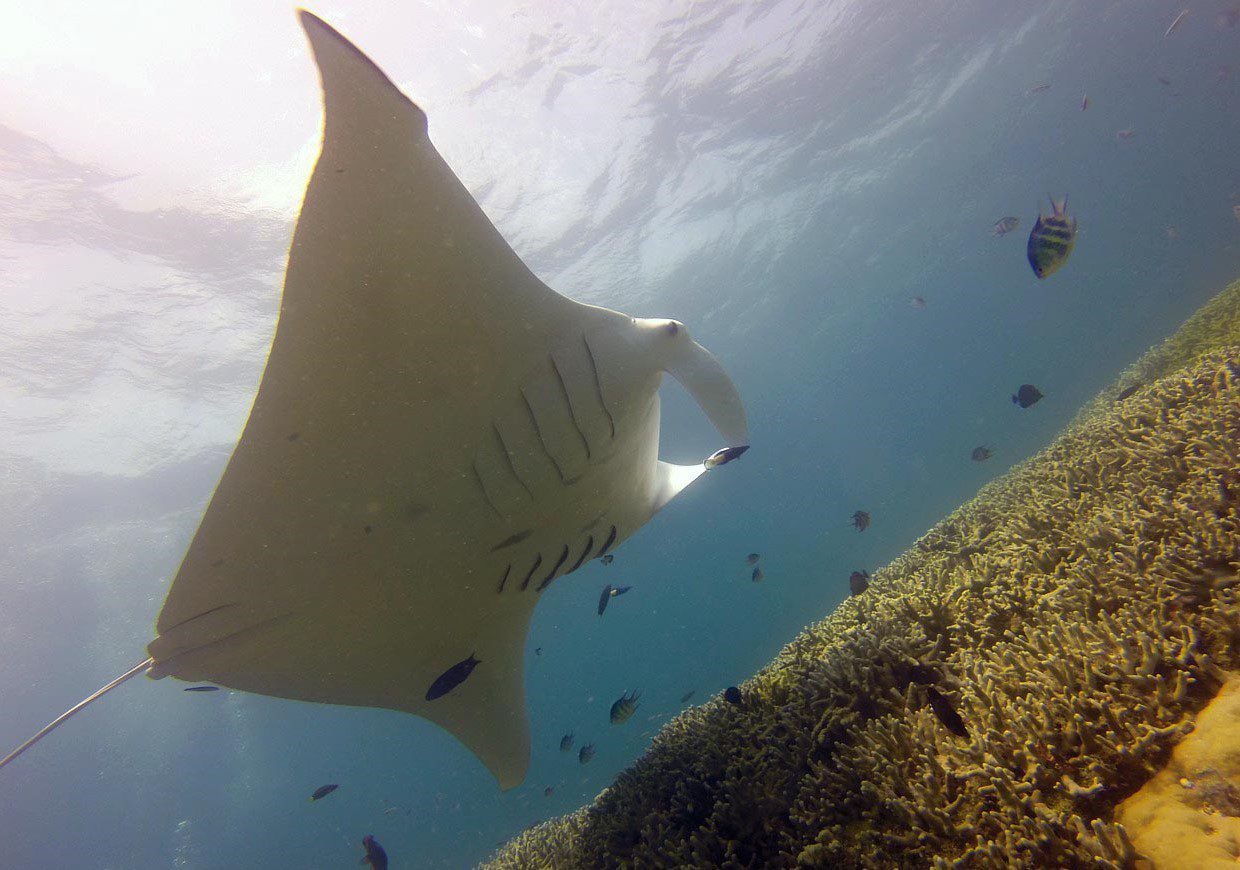 Manta Arhnue Bronzeado 2