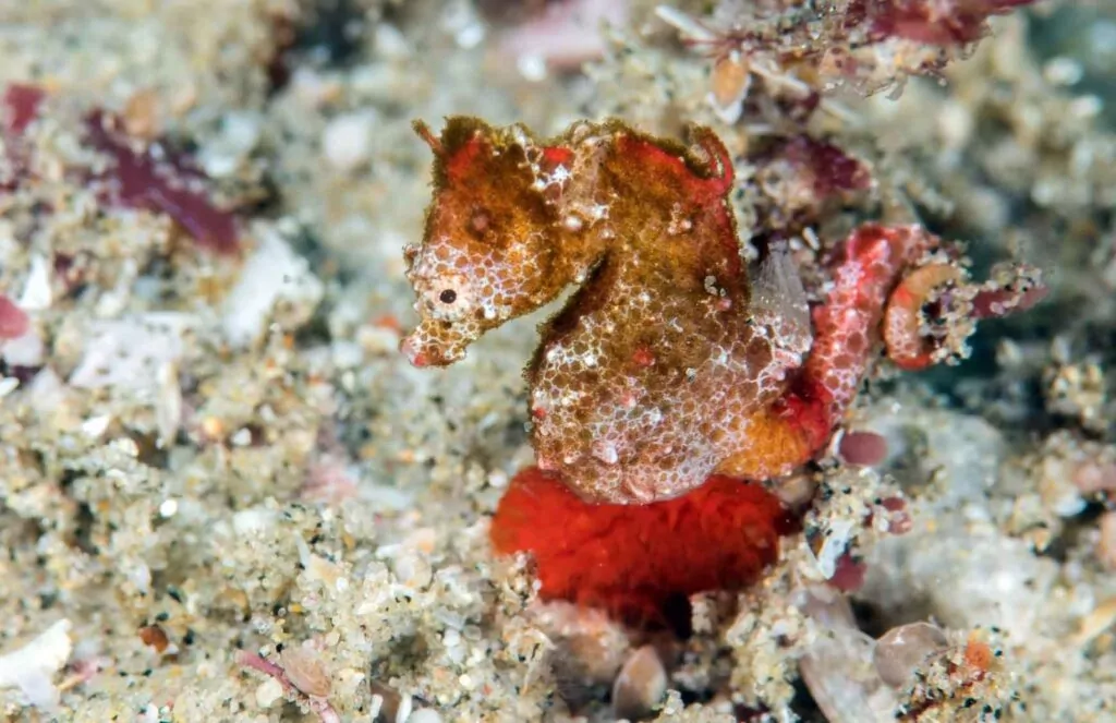 Hippocampus nalu – South African pygmy seahorse, Sodwana Bay
