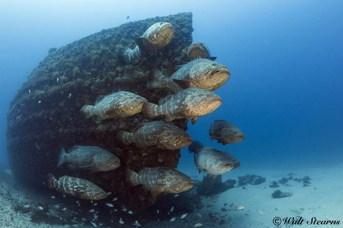 Top 10 Best Dive Sites in the World 1 A group of goliath groupers hover in front of the wreck of the Esso Bonaire during spawning season in the waters off Jupiter Florida