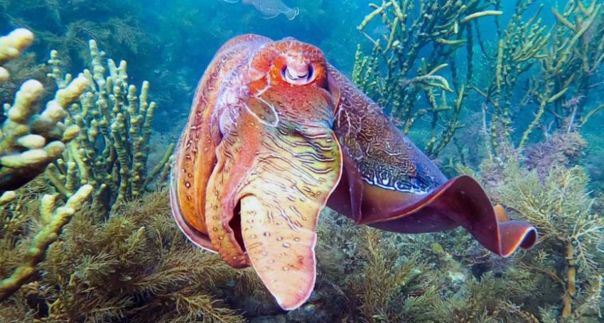 Cuttlefish X