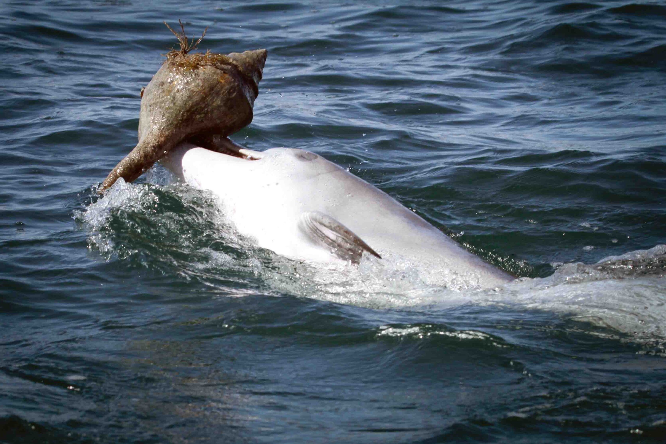 Descasque de concha de golfinho em escala de 1 min