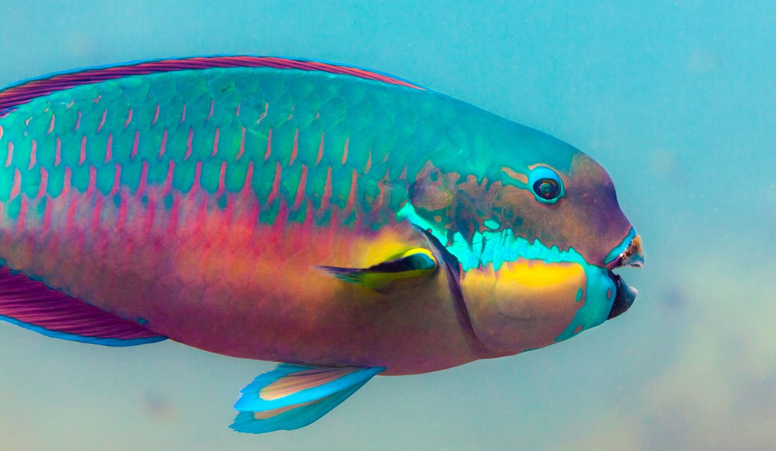 Cóip parrotfish