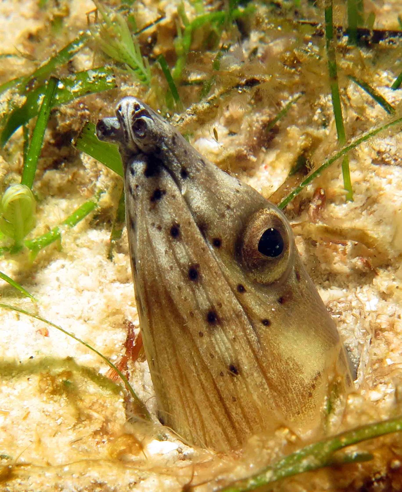 Snake eel