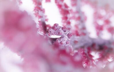 Ang Bargibanti pygmy seahorses ay isang posibilidad sa Bogtong Bato.