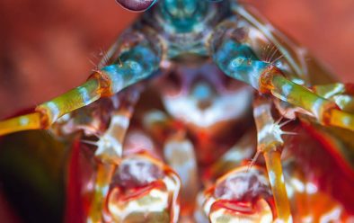 Peacock mantis shrimp can be found hiding in this colourful coral bouquet, keeping a 360° look-out.