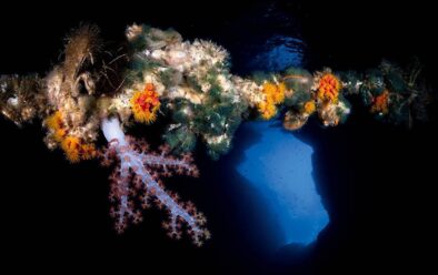 An old piece of rope in Gato cavern acts as a hanging garden for soft corals and bivalves.