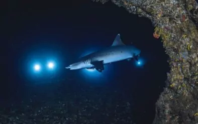 Whitetip reef sharks are resident at Gato and the cavern is a favourite spot to patrol.