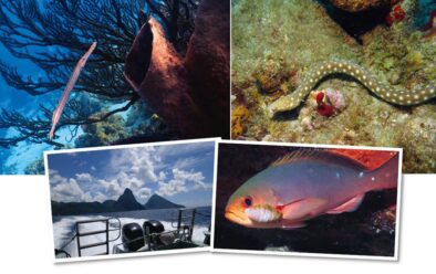 World of Sponge 2 Clockwise from top left: Trumpetfish are a signature of the reefs; sharptail snake-eels are also a common sight – they can grow to a metre long, and feed on crabs; parasitic isopod on a creolefish’s gill; it can only be St Lucia – the Pitons.