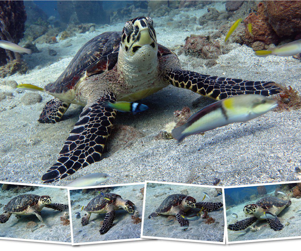 0220 St Lucia turtles