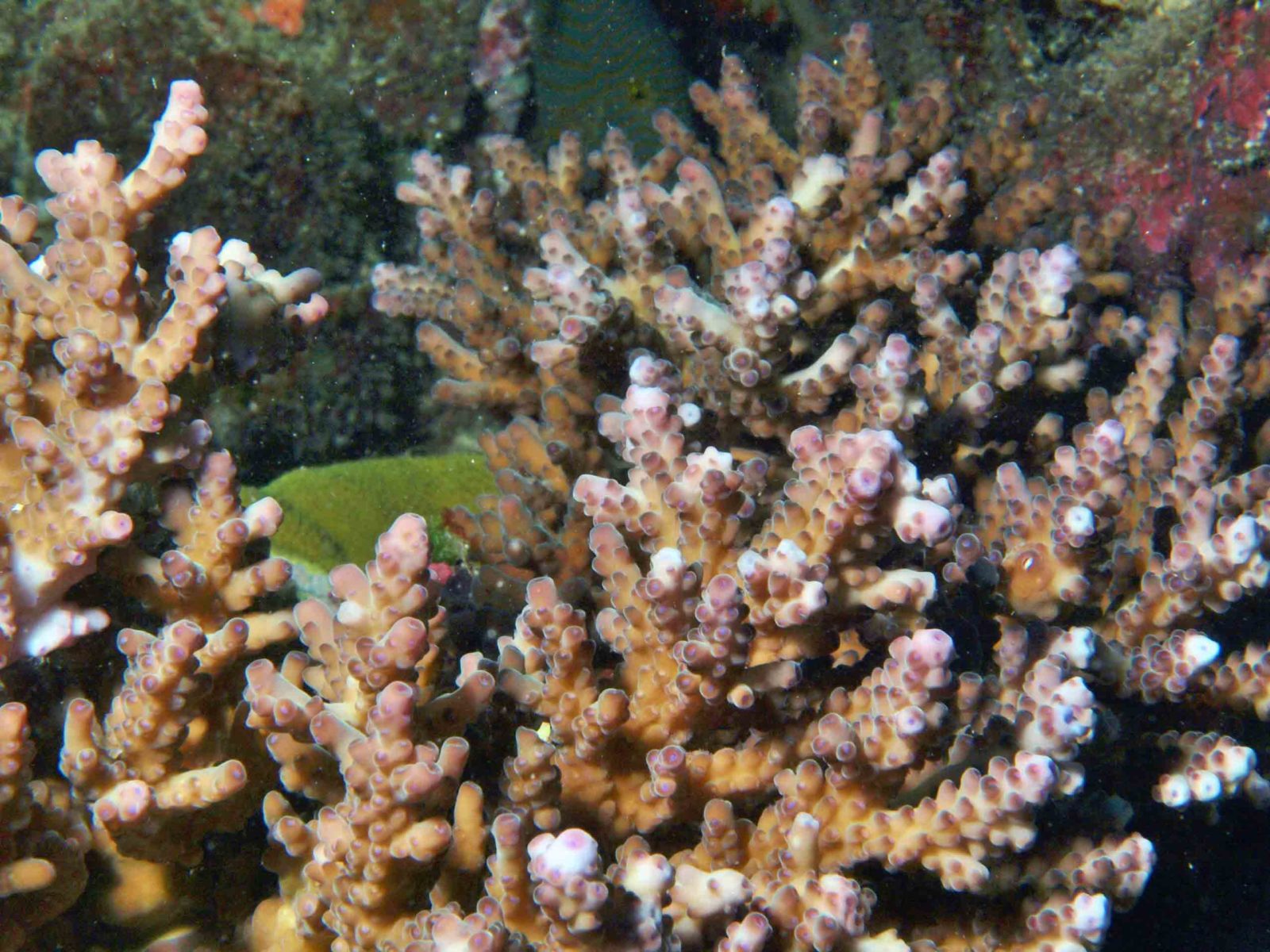 Acropora solitaire