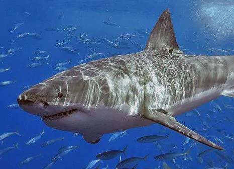 Shark fatality linked to conservation success