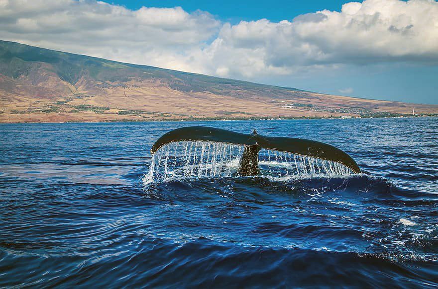 Humpback whale