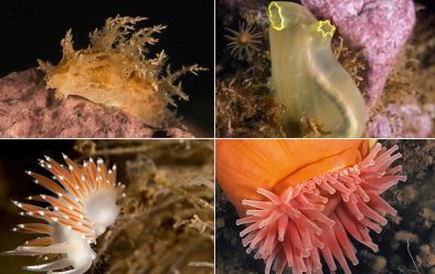 Clockwise from top left: Nudibranch; sea vase; red-gilled nudibranch; northern red anemone.