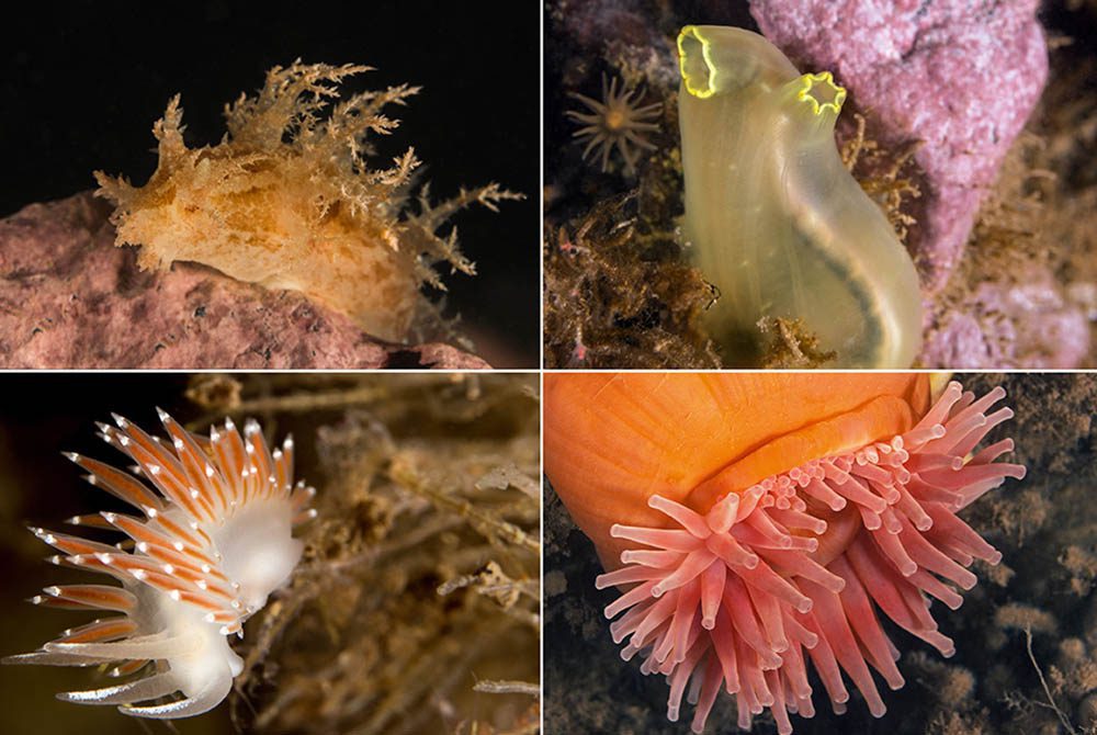Clockwise from top left: Nudibranch; sea vase; red-gilled nudibranch; northern red anemone.