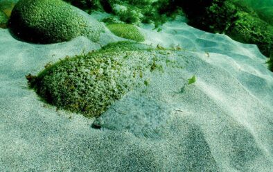 A plaice on the sand