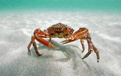 A spider crab finds its ‘oasis’.