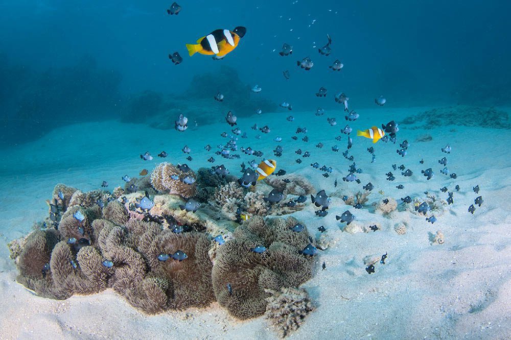 A variety of fish and other reef creatures are attracted to anemones.