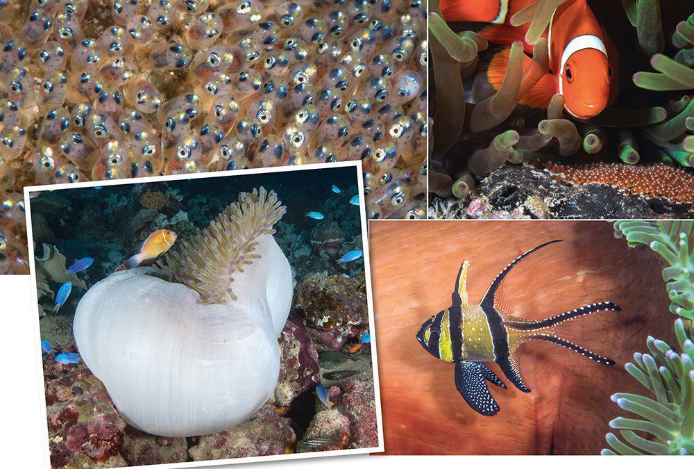 Clockwise, from top left: Developing eggs; an anemonefish caring for its eggs; banggai cardinalfish are among the other fish attracted to anemone life; some anemones ball up at the same time every day, or when threatened.