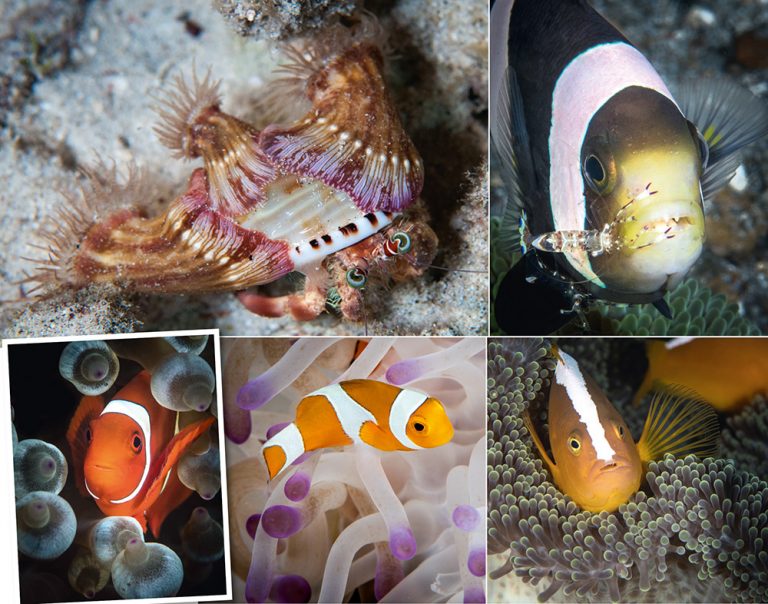 Clockwise, from top left: The jewelled anemone crab places anemones on its shell for protection; a shrimp provides its cleaning services; a spinecheek; and a skunk anemonefish; anemone in the process of bleaching.