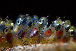 Huevos de pez payaso, ganador de la categoría anterior. (Imagen: Paolo Isgro / Guía de fotografía submarina)