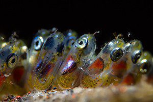 Mga itlog ng clownfish, isang nakaraang kategorya na nagwagi. (Larawan: Paolo Isgro / Underwater Photography Guide)