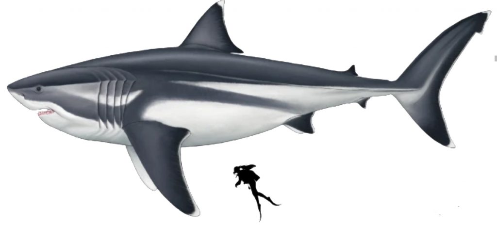 Estimated size of a megalodon (Oliver E Demuth)