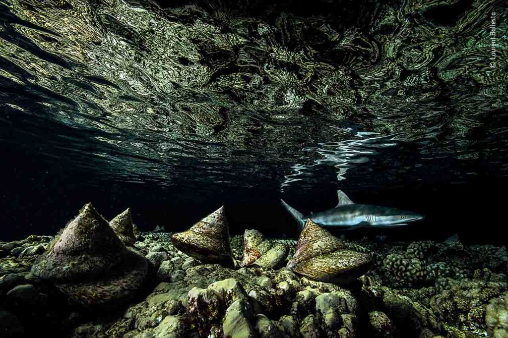 © Laurent Ballesta, Wildlife Photographer of the Year