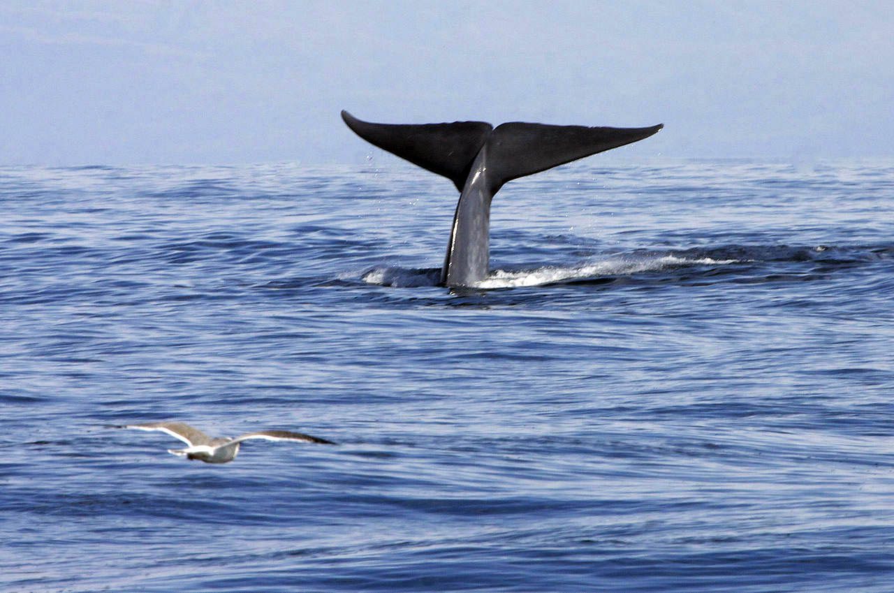 Ballenas azules: demasiado ocupadas comiendo para cantar