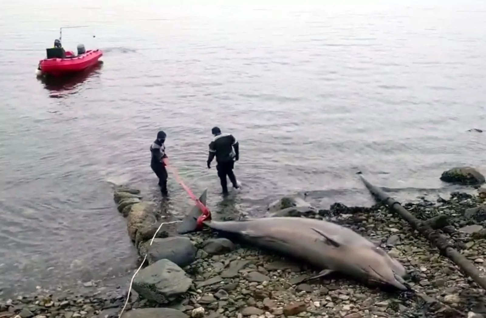 Beaked whale 3