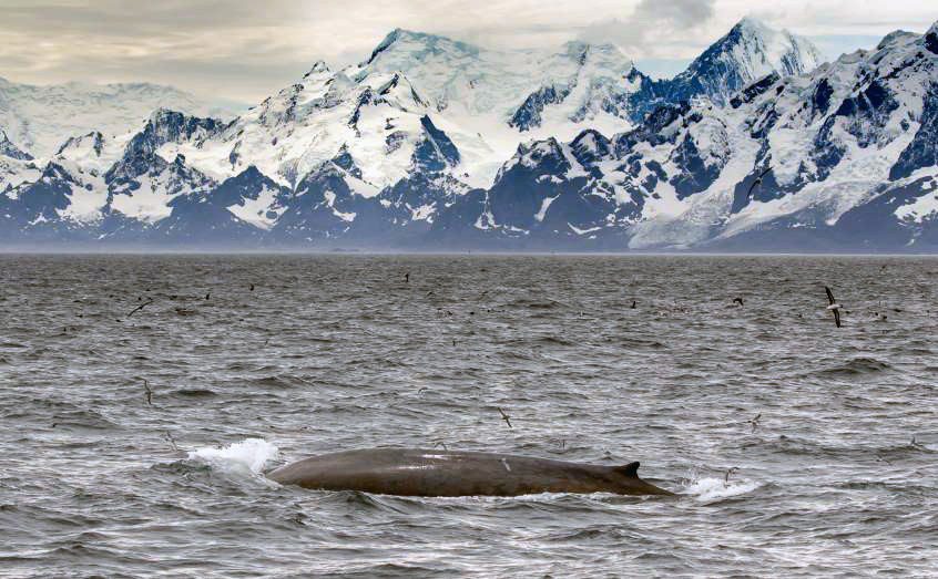 ballena azul 1