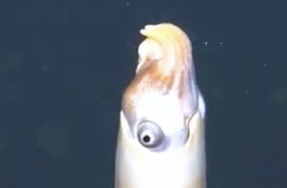 Minion Squid
