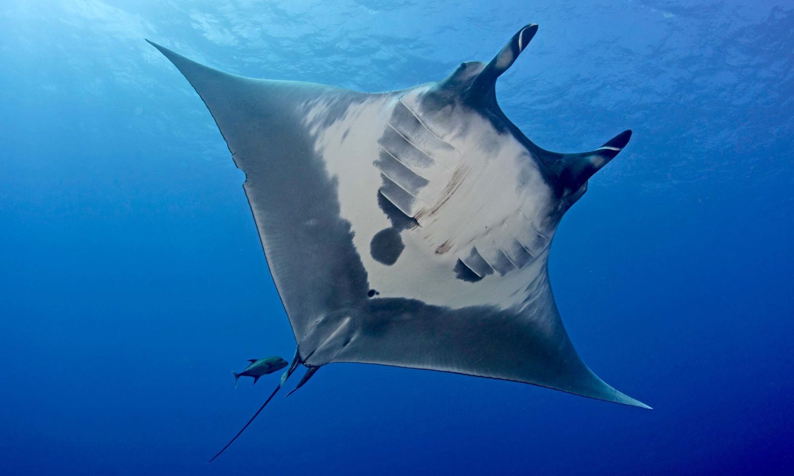 giant manta ray gillnets