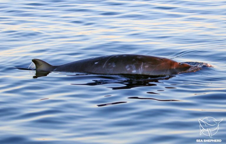 Unknown beaked whale off the San Benito Islands.