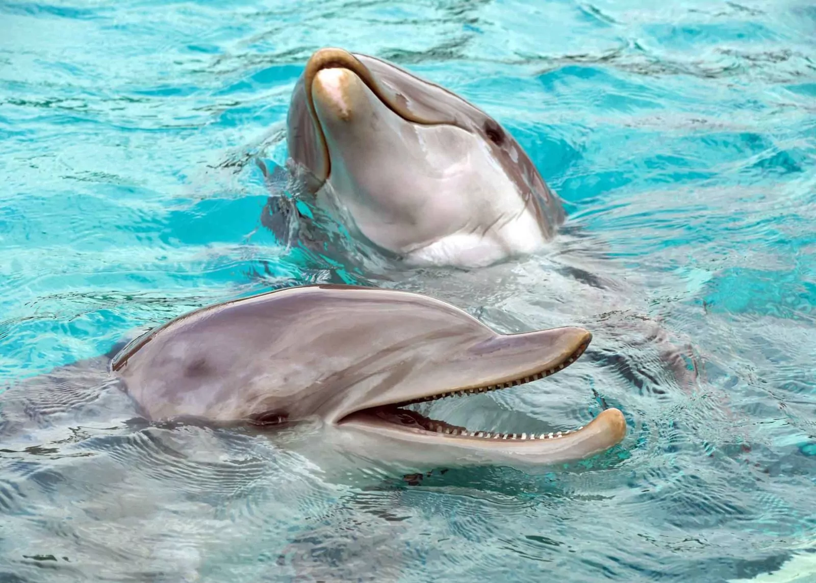 Bottlenose dolphins